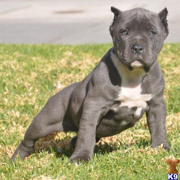 Puppies in CA